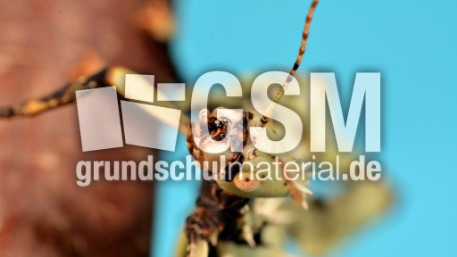 Australische Gespenstschrecke (12).jpg